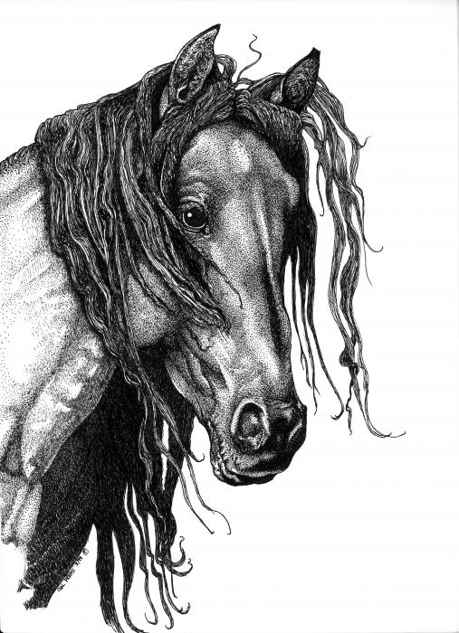 Horse Mustang Drawing