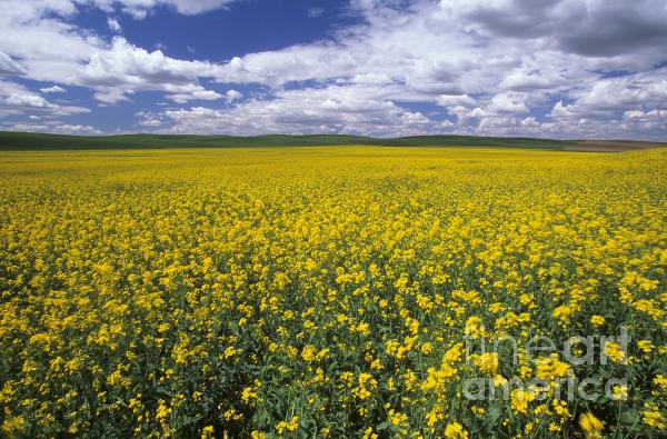 palouse wa