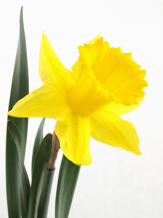 Narcissus Daffodil by Robert Gebbie