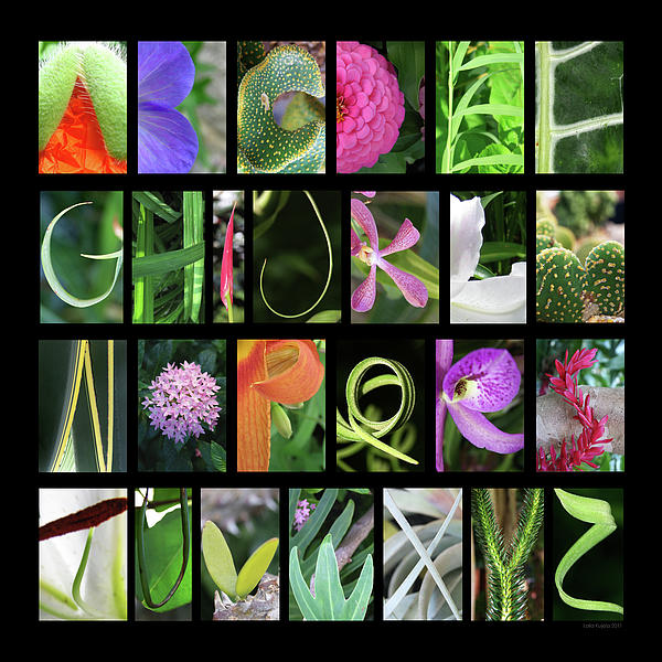 nature-alphabet-2-by-laila-kujala