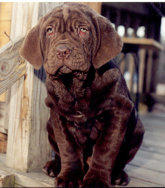 Mastiff Puppy Images