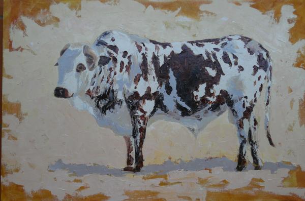 Nguni Bulls