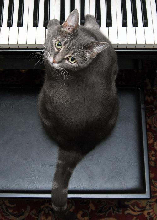 http://images.fineartamerica.com/images-medium/nora-the-piano-cat-burnell-yow.jpg