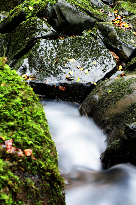 Nuuanu Stream