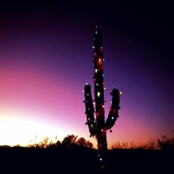 o christmas saguaro by kevin d davis o christmas saguaro by kevin d davis