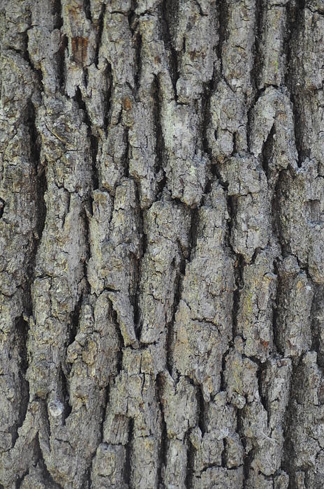 Oak Tree Bark By Brien Wilson