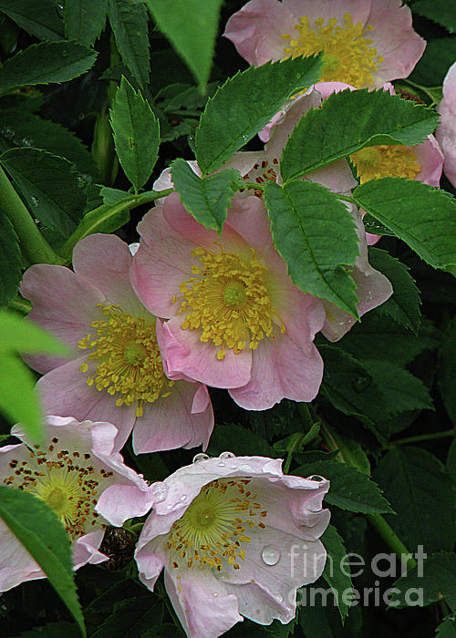 Wild Rose Plant