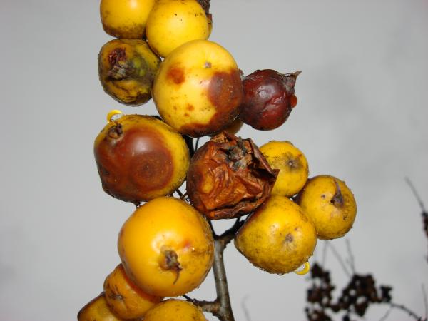 Old Fruit