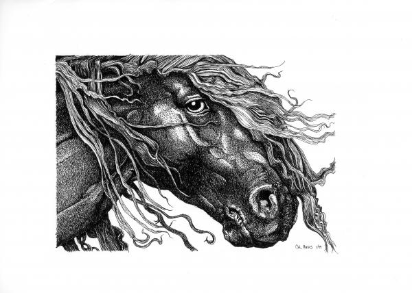 Old Mustang Drawing Old Mustang Fine Art Print Colleen Love Wiley