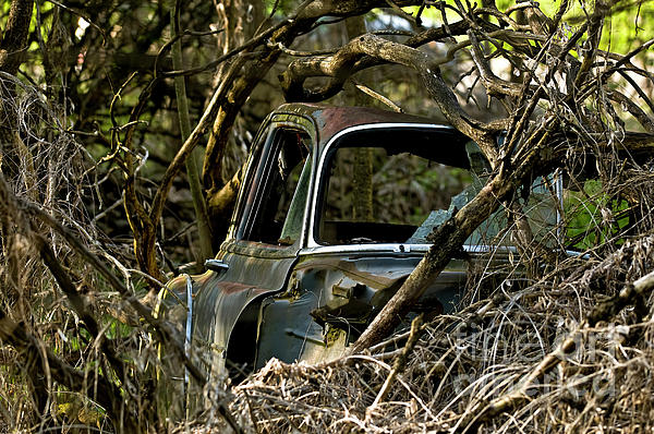 Old Rusty Car In Trees Photograph Old Rusty Car In Trees Fine Art Print