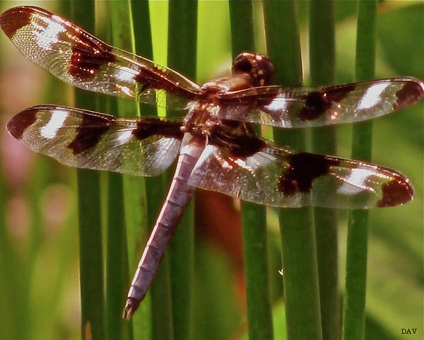 Dragonfly+wings