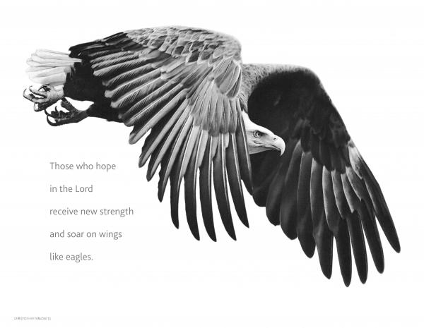 On Eagles Wings Drawing On Eagles Wings Fine Art Print