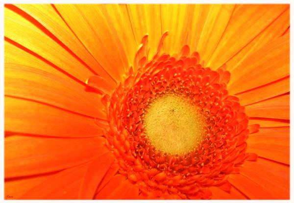 Bright Orange Flowers