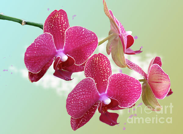 orchids photography