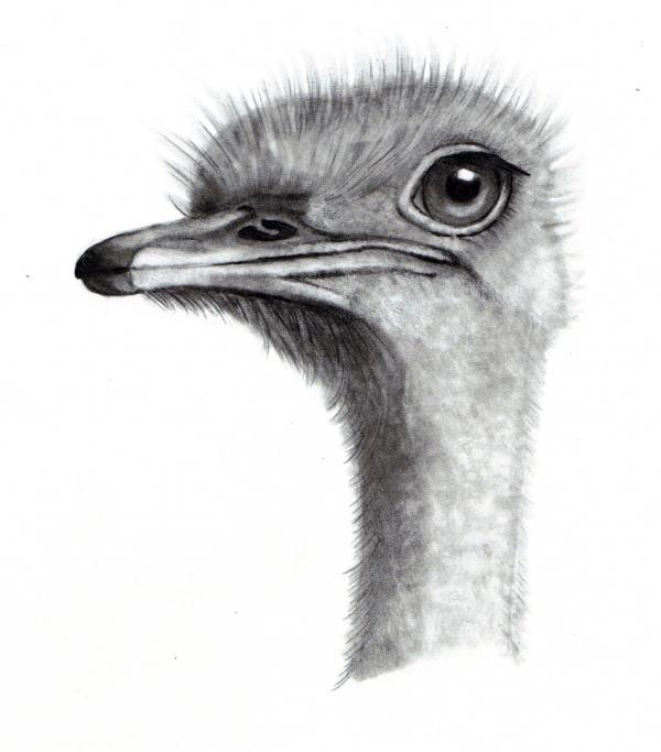 Ostrich Art