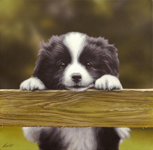 cute border collie