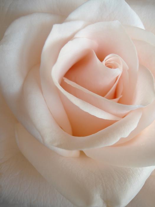 pale rose