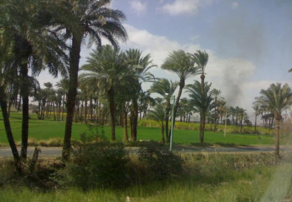 Trees In Egypt