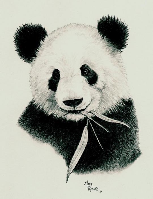 Realistic Baby Panda Drawings