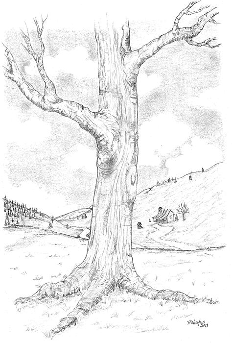 Tree Sketch Drawing