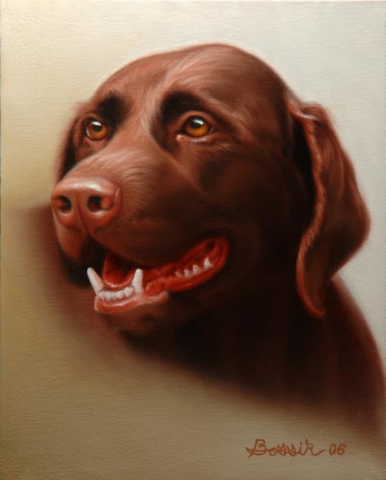 Labrador Portraits