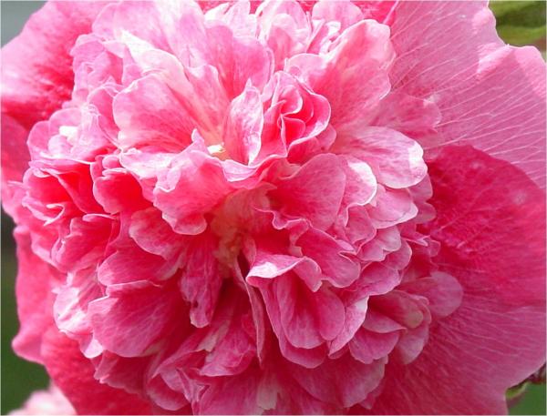Anemone Pink