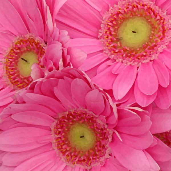Pink+daisies+flowers