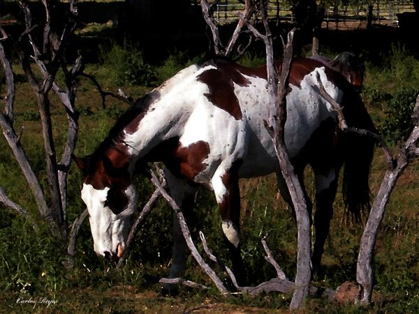 pinto horse pictures