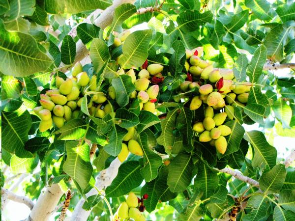 pistachio-farm-in-southern-california-gordon-p-glew.jpg