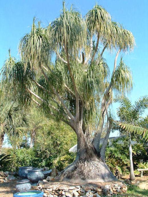 Elephant Palm