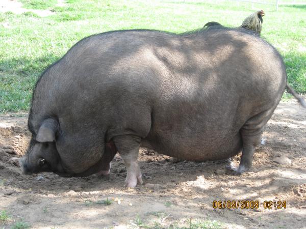 Belly Pig