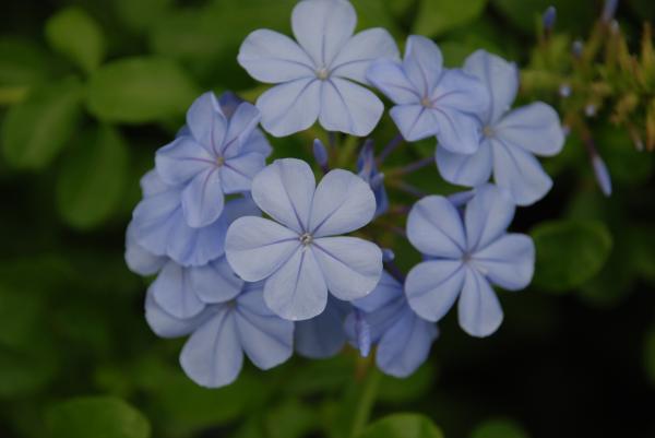 Powder Blue Flowers By Rob Hans