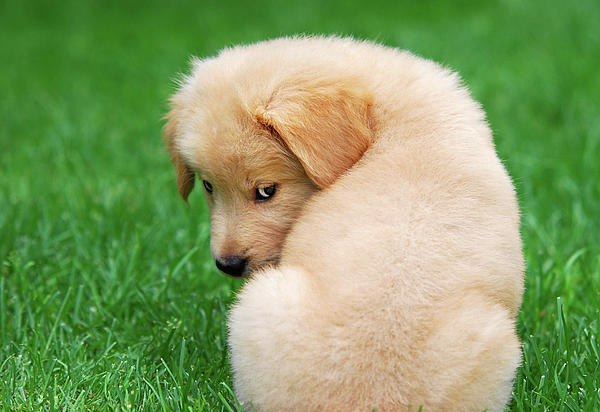 Dogs and separation anxiety bedtime
