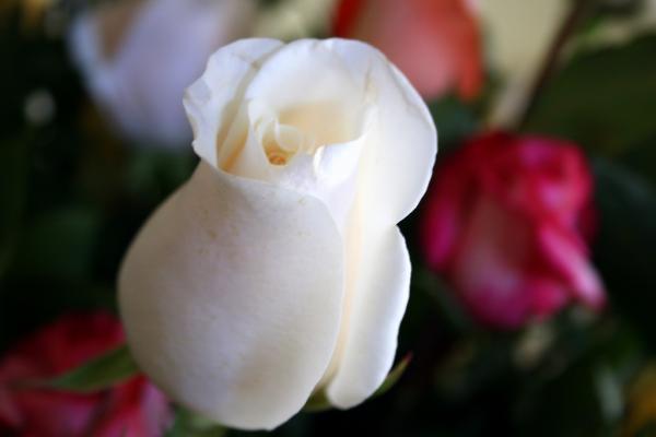 rosebud white