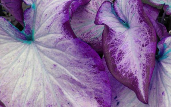 Caladium Gardens