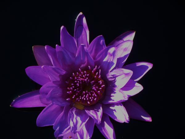 Purple Lily Images