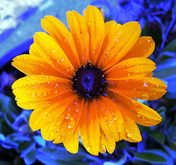 Flower Raindrop