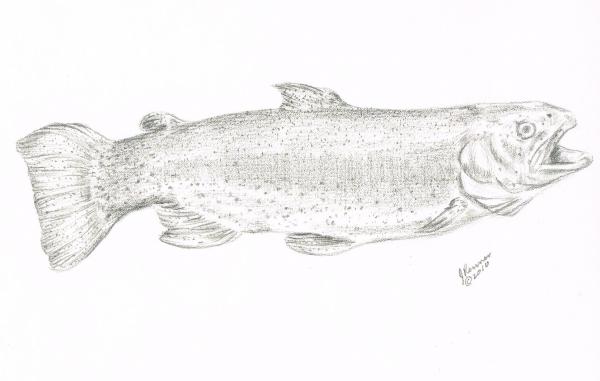 Trout Drawing