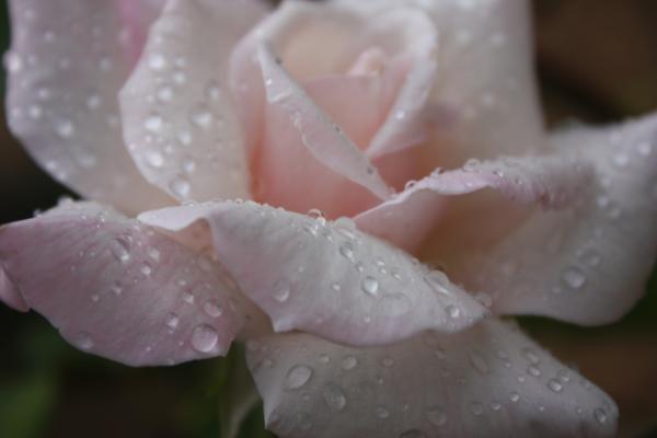 images of roses with rain drops. Raindrops On Roses Photograph - Raindrops On Roses Fine Art Print - Yvonne 