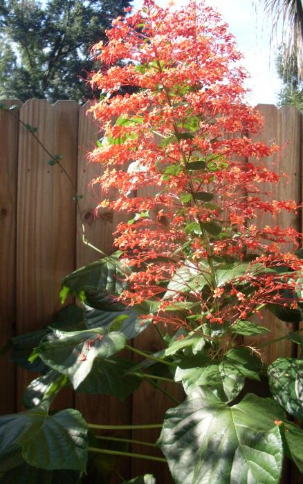 Japanese Red Flower