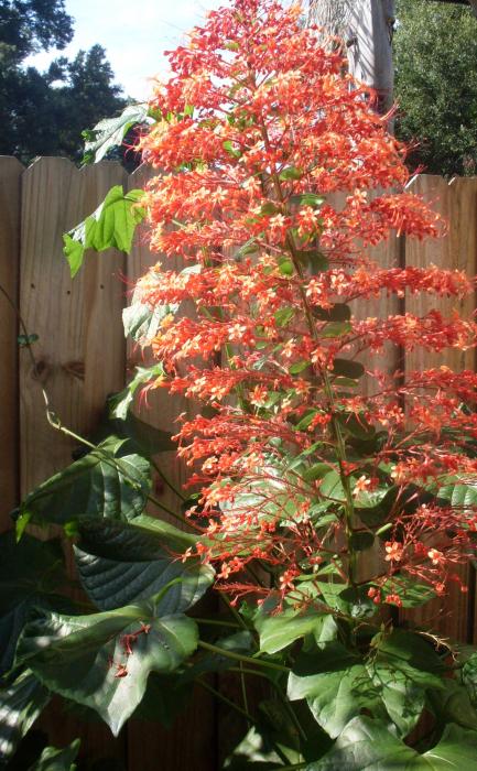 Japanese Red Flower