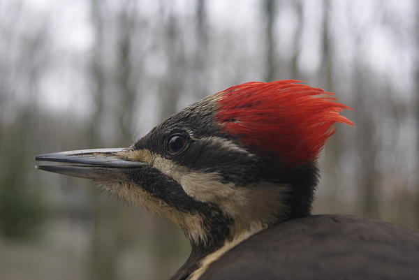 [Image: red-mohawk-woodpecker-joshua-tillery.jpg]