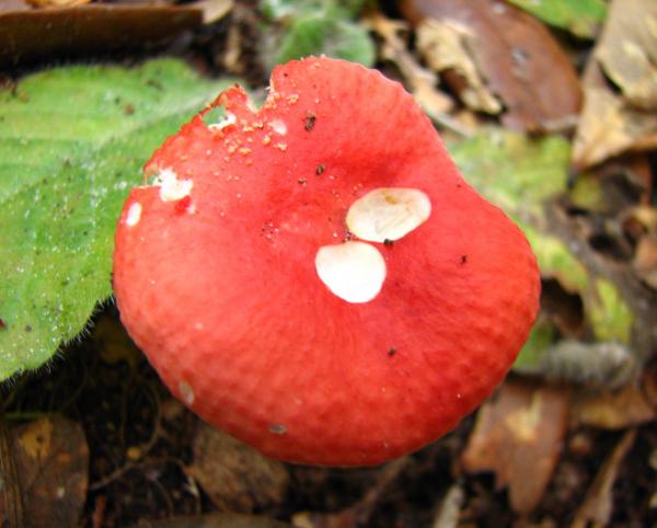 Cap Fungi