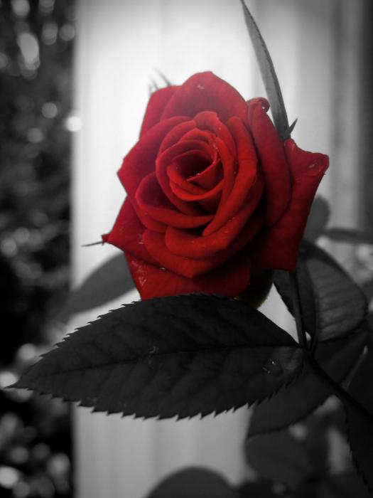 Red on Black Rose Photograph Red on Black Rose Fine Art Print Ramona 