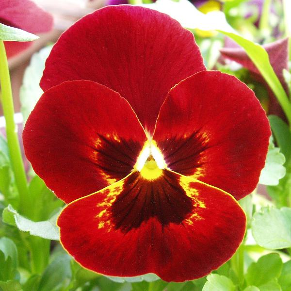 Red Pansies