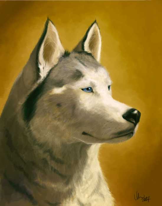 husky price husky price image search results husky price husky price image search results