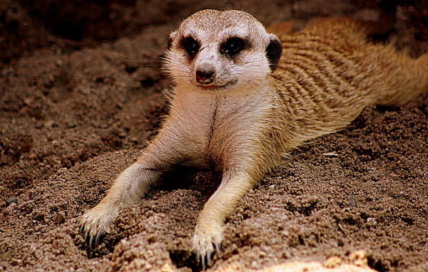 Relaxing Meerkat Print... Meerkat Pictures To Print