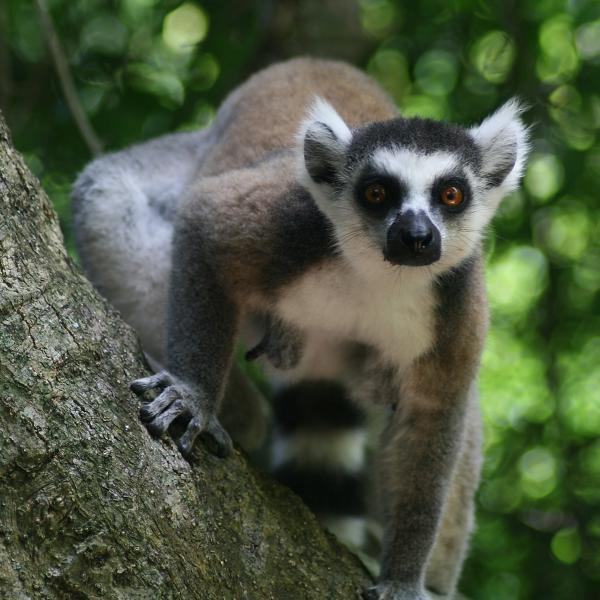 Tree Lemur