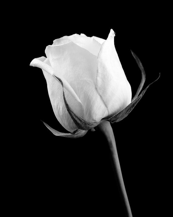 Rose in Black and White Photograph Rose in Black and White Fine Art Print