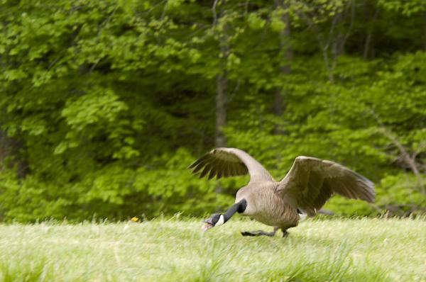 Running Goose